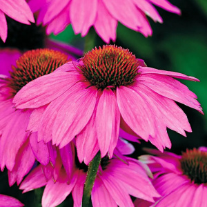 эхинацея pow wow wild berry