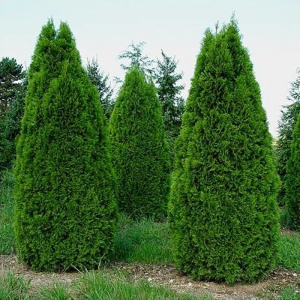 _туя западная смарагд / thuja occidentalis smaragd