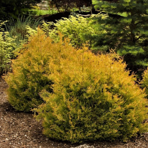 туя западная рейнголд / thuja occ. rheingold   