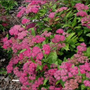 спирея японская froebelii / spiraea japonica froebelii