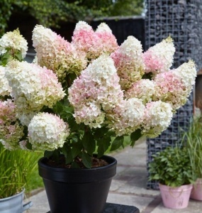 гортензия метельчатая little blossom