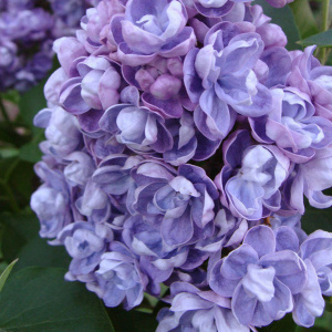 сирень ami schott / ами шотт