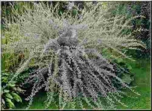 ива ползучая nitida / salix repens nitida