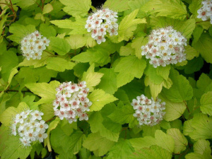 пузыреплодник калинолистный / physocarpus opulifolius dart`s gold