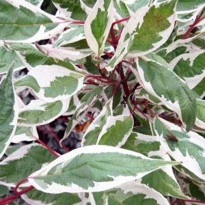 дерен белый / cornus alba "elegantissima"