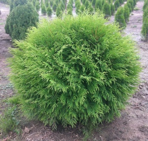 туя западная литтл чемпион / thuja occidentalis little champion