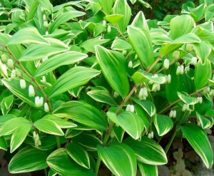 купена