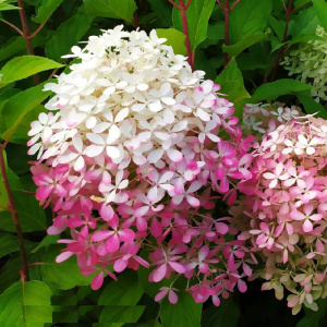 гортензия метельчатая royal flower