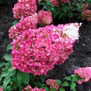 гортензия метельчатая strawberry blossom