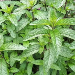 мята карамельная