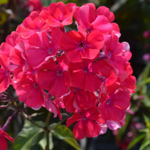 флокс метельчатый starfire / старфайер