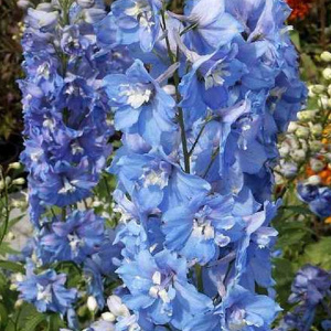 дельфиниум высокий magic fountains sky blue with white bee