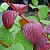 дерен белый sibirica / cornus alba sibirica