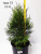 _туя западная смарагд / thuja occidentalis smaragd