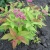 спирея японская firelight / spiraea japonica firelight