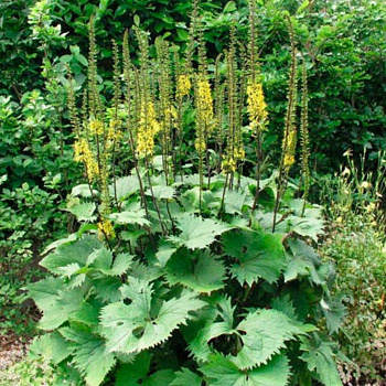 бузульник вильсона / ligularia wilsoniana