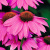 эхинацея pow wow wild berry
