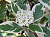 дерен белый sibirica variegata / cornus alba sibirica variegata