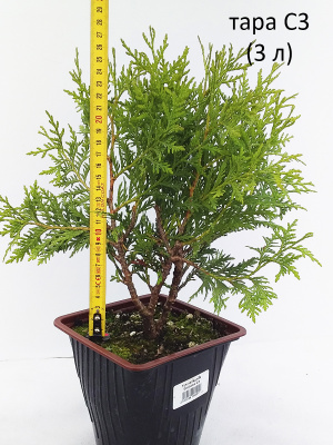 туя западная глобоза / thuja occidentalis globosa