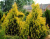 Туя западная Европа Голд / Thuja occidentalis Europa Gold туя западная европа голд / thuja occidentalis europa gold