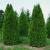 _туя западная смарагд / thuja occidentalis smaragd