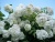 Гортензия метельчатая Grandiflora гортензия метельчатая grandiflora