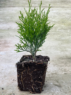 _туя западная смарагд / thuja occidentalis smaragd