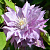 клематис proteus / протеус 