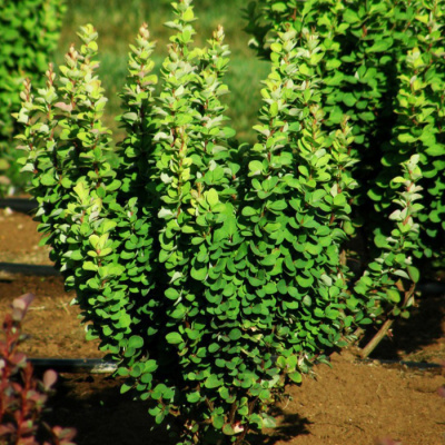 барбарис тунберга "erecta"