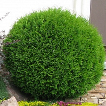 туя западная глобоза / thuja occidentalis globosa