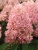 Гортензия метельчатая Magical Sweet Summer гортензия метельчатая magical sweet summer