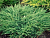 можжевельник горизонтальный andorra compactа /  juniperus horizontalis andorra compactа