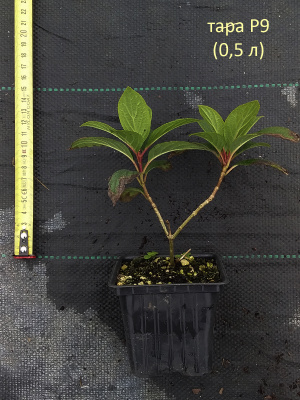 гортензия метельчатая  fraise melba