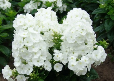 флокс метельчатый white