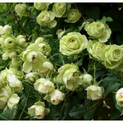 роза лавли грин (lovely green) флорибунда