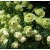 роза лавли грин (lovely green) флорибунда