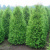 Туя западная Брабант / Thuja occidentalis Brabant туя западная брабант / thuja occidentalis brabant