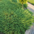 можжевельник горизонтальный andorra compactа /  juniperus horizontalis andorra compactа