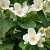 чубушник венечный / philadelphus coronarius