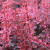 барбарис тунберга "pink queen"
