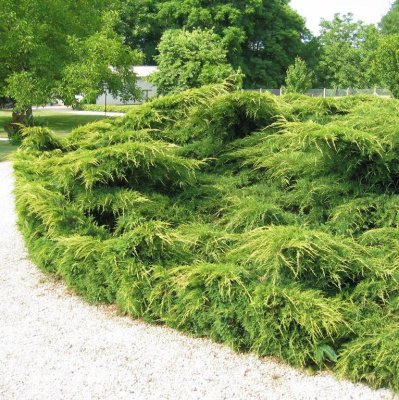 можжевельник  средний пфитцериана ауреа /  juniperus pfitzeriana pfitzeriana aurea