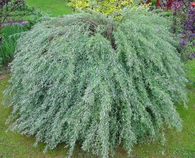 ива ледебура / salix ledebouriana
