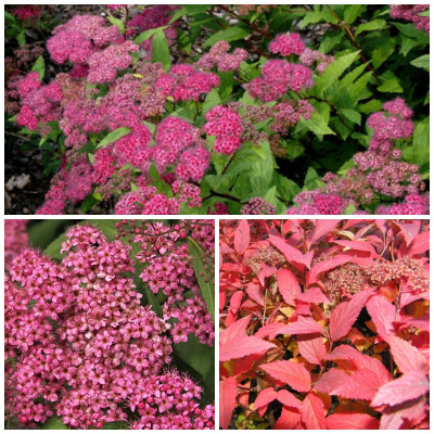 спирея японская froebelii / spiraea japonica froebelii