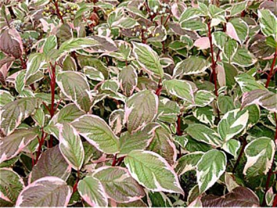 дерен белый sibirica variegata / cornus alba sibirica variegata