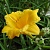 лилейник stella de oro/ стелла де оро