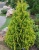 Туя западная Еллоу Риббон / Thuja occidentalis Yellow Ribbon туя западная еллоу риббон / thuja occidentalis yellow ribbon