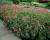 Дицентра изящная дицентра изящная