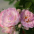 Роза спрей Пинк Морсдаг (Pink Morsdag) роза спрей пинк морсдаг (pink morsdag)