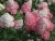 Гортензия метельчатая Touch of Pink гортензия метельчатая touch of pink