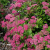 спирея японская froebelii / spiraea japonica froebelii